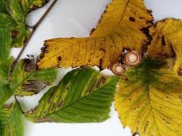 Attēlu rezultāti vaicājumam “Mycosphaerella ulmi”