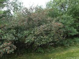 Attēlu rezultāti vaicājumam “Crataegus chrysocarpa”