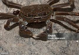 Image result for Eriocheir sinensis