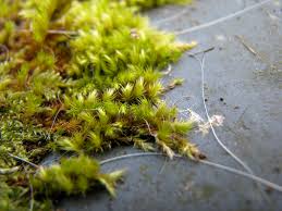 Attēlu rezultāti vaicājumam “Homalothecium sericeum”