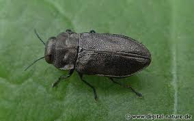 Attēlu rezultāti vaicājumam “Anthaxia quadripunctata”