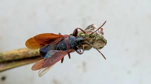 Attēlu rezultāti vaicājumam “Gastrodes grossipes”