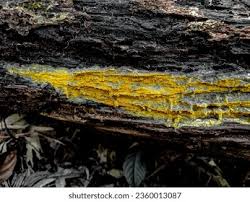 Attēlu rezultāti vaicājumam “Phlebia centrifuga”