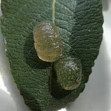 Attēlu rezultāti vaicājumam “Trichoptera egg mass”