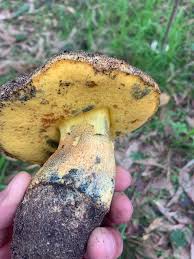 Attēlu rezultāti vaicājumam “Gyroporus cyanescens”