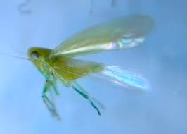 Attēlu rezultāti vaicājumam “Empoasca sp.”