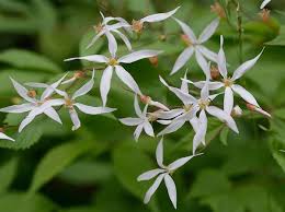 Attēlu rezultāti vaicājumam “Gillenia trifoliata flower”