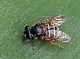 Attēlu rezultāti vaicājumam “Sericomyia lappona”