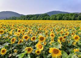 Image result for Bushiki Kwai