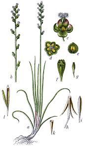 Attēlu rezultāti vaicājumam “Triglochin maritimum”