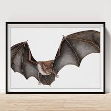 Attēlu rezultāti vaicājumam “Myotis daubentonii”