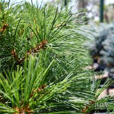 Attēlu rezultāti vaicājumam “Pinus strobus”