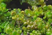 Attēlu rezultāti vaicājumam “Ptilidium ciliare”