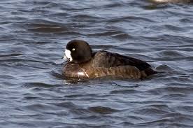 Image result for Aythya marila