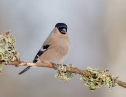 Attēlu rezultāti vaicājumam “Pyrrhula pyrrhula female”