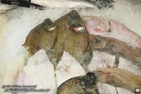 Image result for Limanda limanda