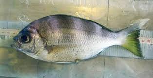 Image result for Eumegistus illustris