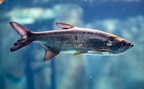 Image result for Megalops atlanticus