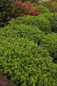 Attēlu rezultāti vaicājumam “Callitrichaceae”