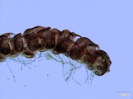 Attēlu rezultāti vaicājumam “Nowellia curvifolia”