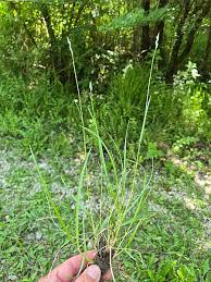 Attēlu rezultāti vaicājumam “Danthonia decumbens”