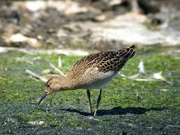 Attēlu rezultāti vaicājumam “Philomachus pugnax adult”