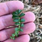 Attēlu rezultāti vaicājumam “Agrimonia pilosa bud”