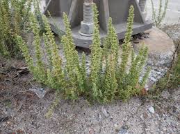 Image result for Chenopodium botrys