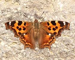 Attēlu rezultāti vaicājumam “Nymphalis xanthomelas upperside”