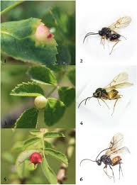 Attēlu rezultāti vaicājumam “Diplolepis rosae”