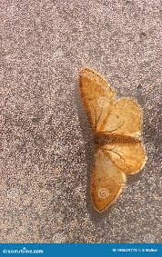 Attēlu rezultāti vaicājumam “Eupithecia tantillaria”