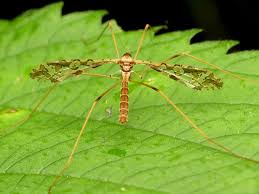 Attēlu rezultāti vaicājumam “Limoniidae”