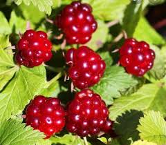 Attēlu rezultāti vaicājumam “Rubus arcticus”