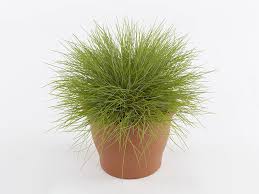 Attēlu rezultāti vaicājumam “Festuca polesica”