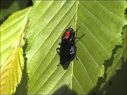 Attēlu rezultāti vaicājumam “Clitellaria ephippium”