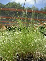 Attēlu rezultāti vaicājumam “Deschampsia cespitosa”
