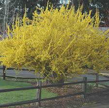 Attēlu rezultāti vaicājumam “Forsythia”