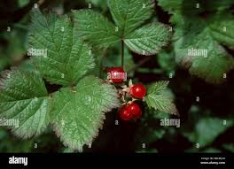 Attēlu rezultāti vaicājumam “Rubus saxatilis flower”