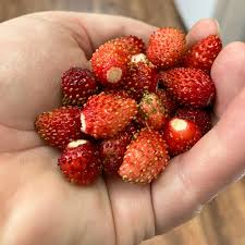 Image result for Fragaria vesca