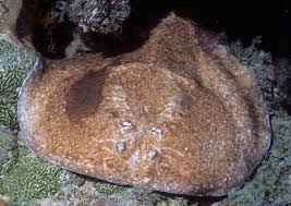 Image result for Torpedo marmorata