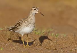 Image result for Calidris melanotos