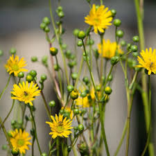 Attēlu rezultāti vaicājumam “Didymium xanthopus stalked”