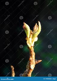 Attēlu rezultāti vaicājumam “Pyrus communis bud”