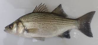 Image result for Morone chrysops