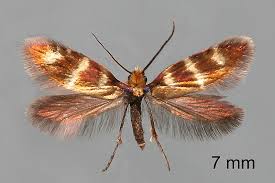 Attēlu rezultāti vaicājumam “Micropterix aureatella”