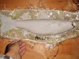 Image result for Mugil curema