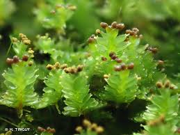 Attēlu rezultāti vaicājumam “Tritomaria”