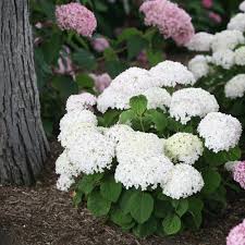 Attēlu rezultāti vaicājumam “Hydrangea arborescens flower”