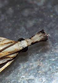 Attēlu rezultāti vaicājumam “Catoptria falsella”