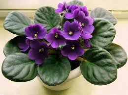 Image result for Saintpaulia ionantha Culitvar